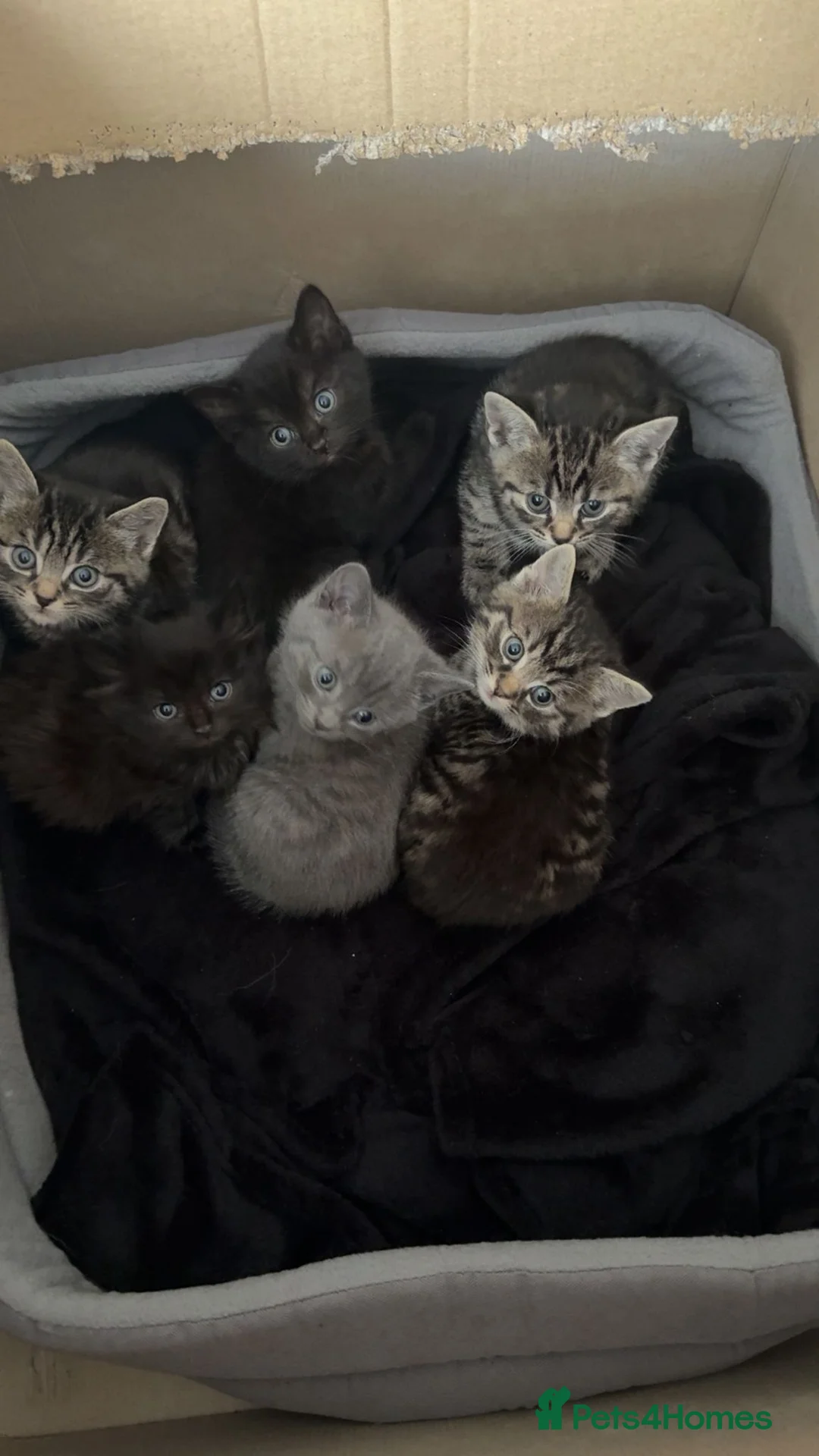 Mixed Breed cats for sale: 1/2 British blue kittens - Advert 1