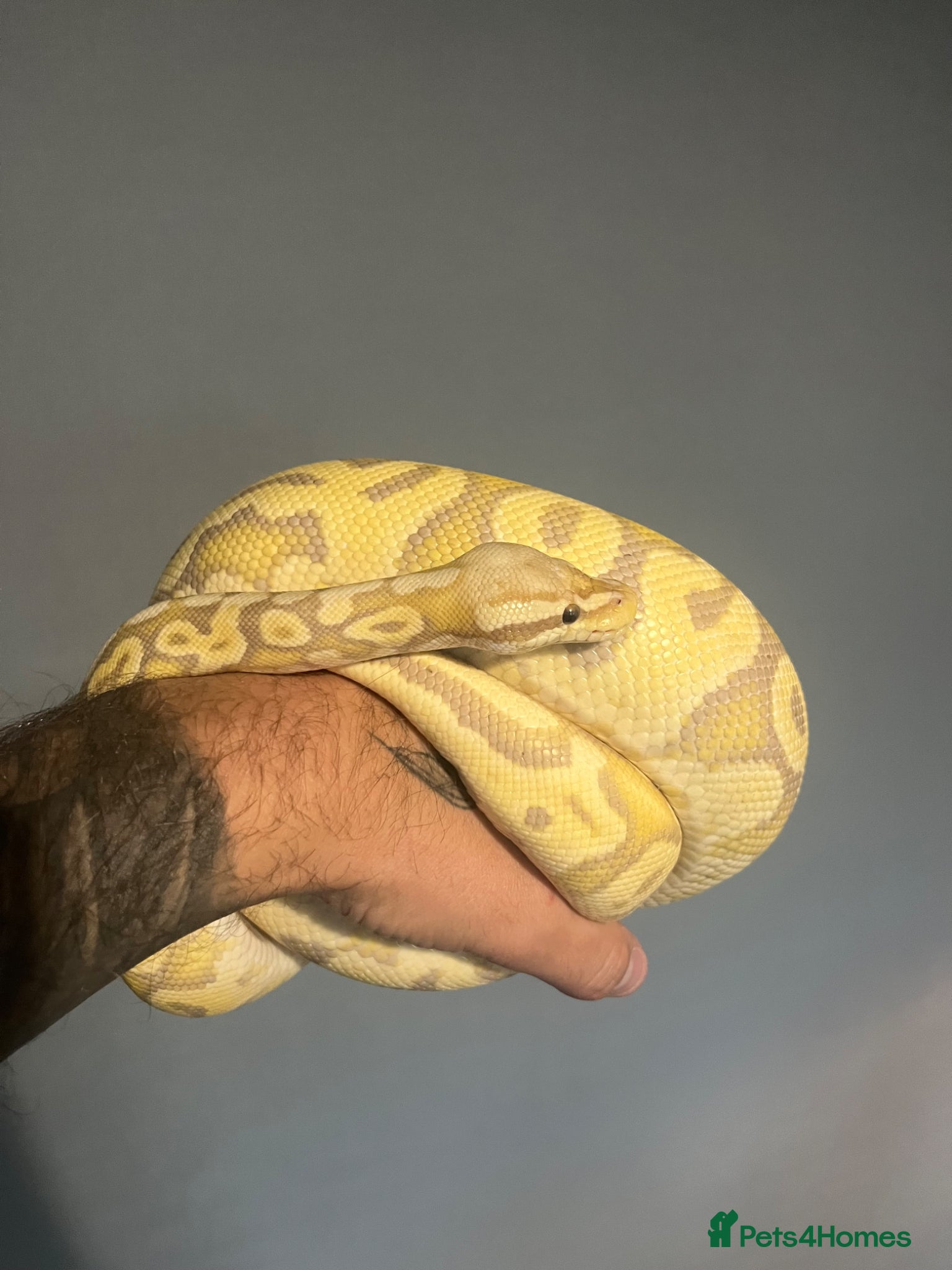 Python Snake reptiles ROYAL PYTHON FOR SALE!  - Advert 2