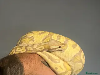 Python Snake reptiles ROYAL PYTHON FOR SALE! - Advert 1