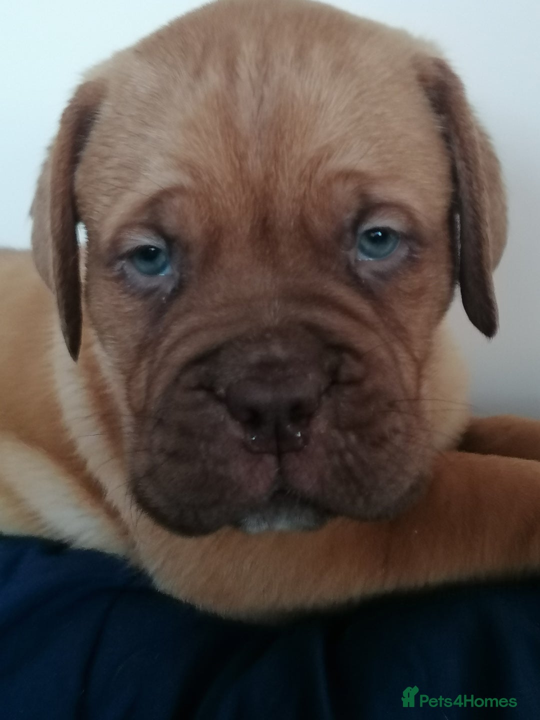Dogue De Bordeaux dogs for sale: Gorgeous DOUGUE Babies - Image 2
