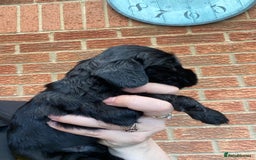 Cocker Spaniel dogs for sale: Show type cocker spaniels - Image 4