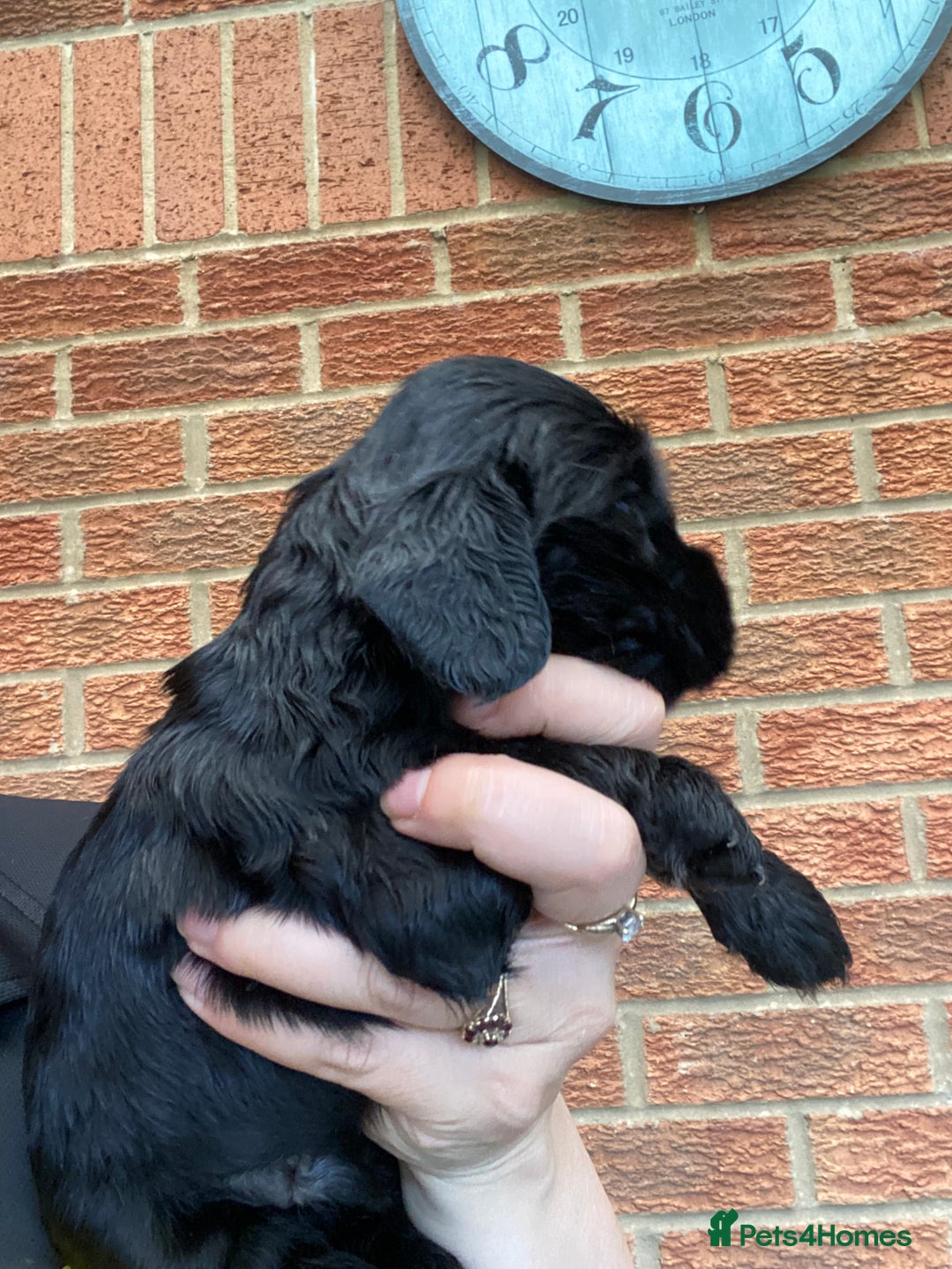 Cocker Spaniel dogs for sale: Show type cocker spaniels - Image 4