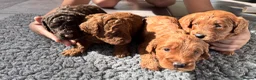 Cockapoo dogs for sale: 🐶 4 Stunning F1B Cockapoo Puppies for Sale 🏡💖 - Advert 3