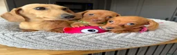 Miniature Dachshund dogs for sale: Kanninchen size Smooth Coat Dachshund Puppies - Advert 9