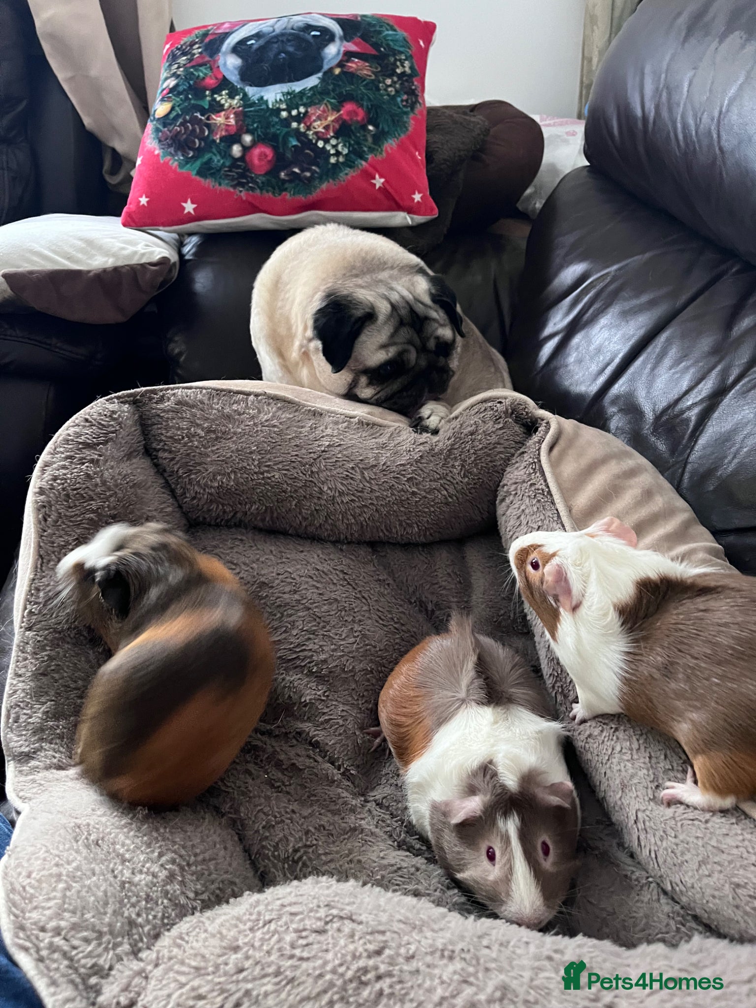 Guinea Pig rodents 3 guinea pig brothers  - Advert 1