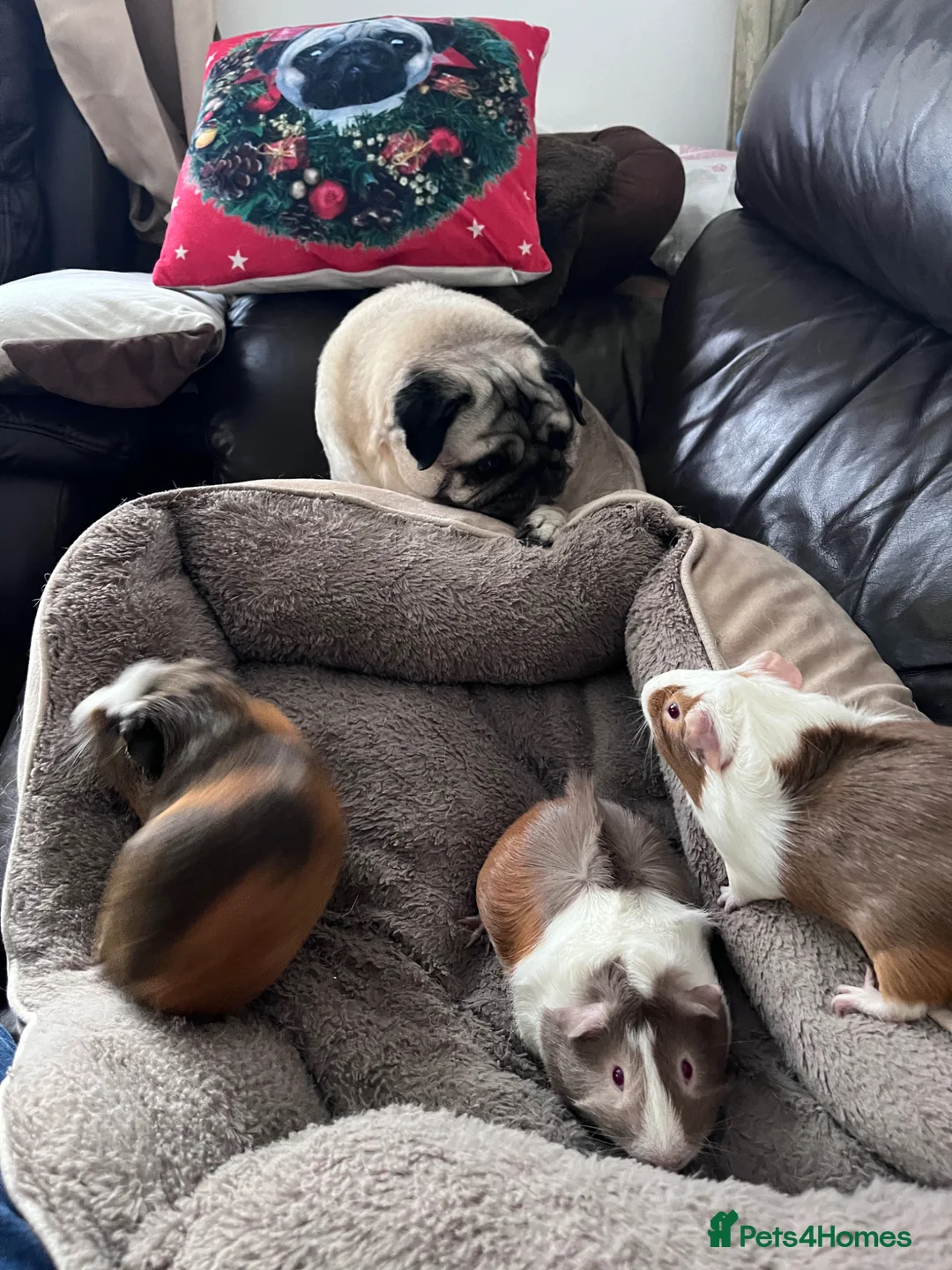 Guinea Pig rodents for sale: 3 guinea pig brothers  in Bristol - Advert 1