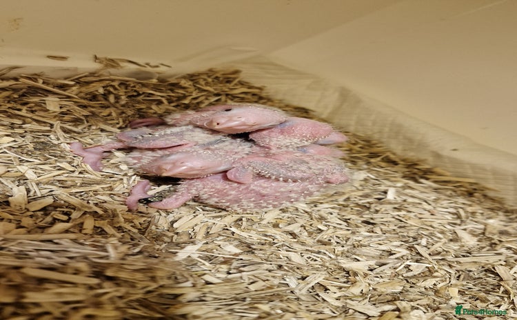 Conures birds - Advert 3