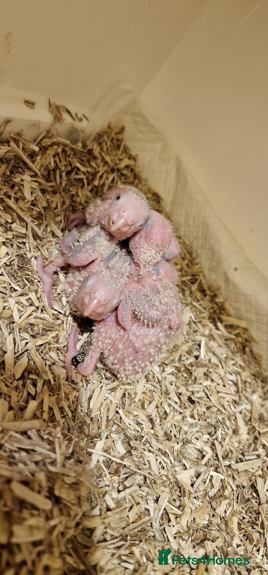 Conures birds for sale: Beautiful fully hand reared conure baby's  - Advert 1