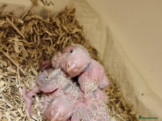 Conures birds Beautiful fully hand reared conure baby's - Advert 3