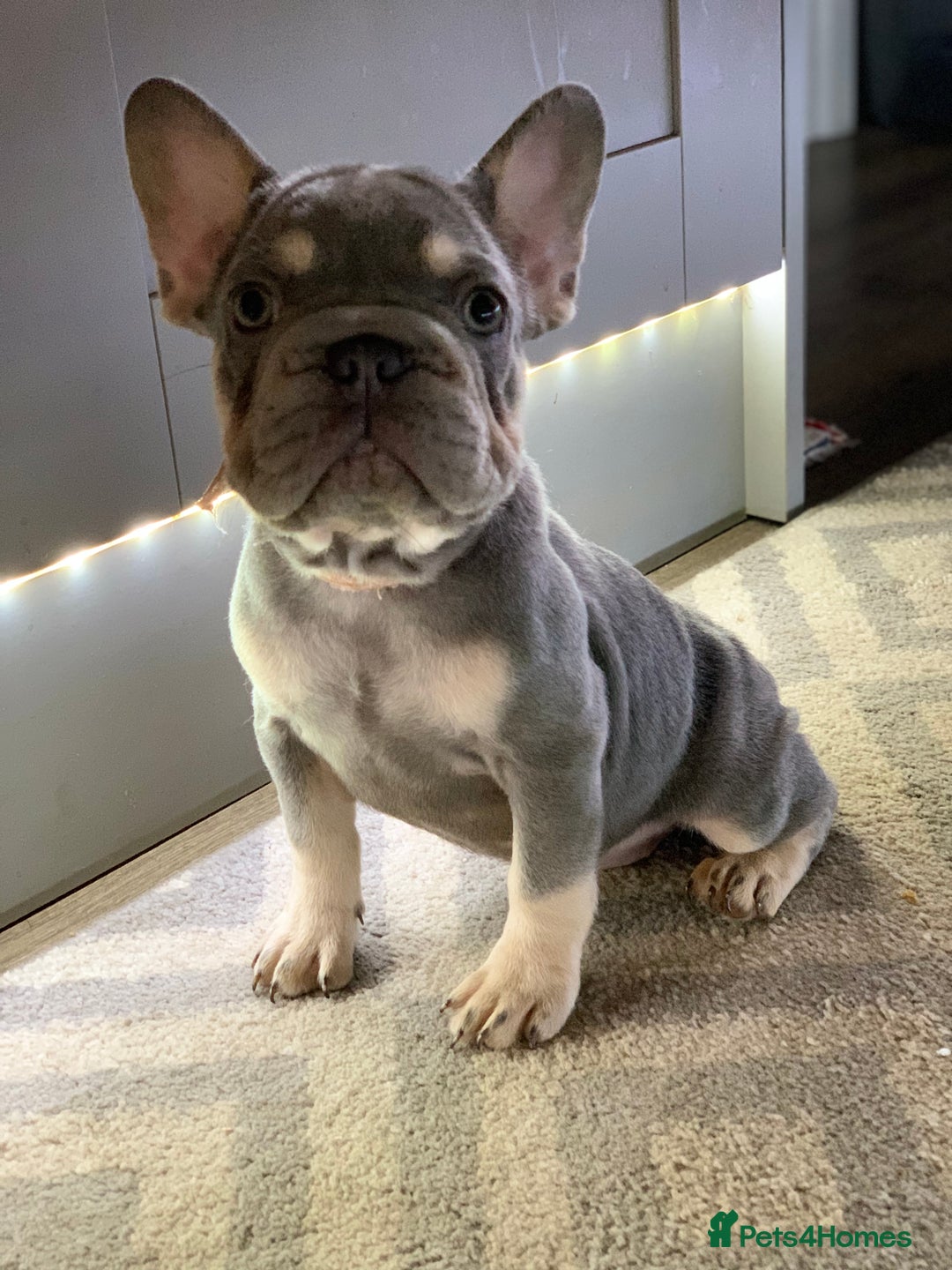 French Bulldog dogs for sale: PRADA x PRECIOUS (FLUFFY CARRIERS!) (DWKC REG) - Image 2