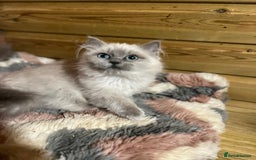 Ragdoll cats for sale: Tica Cherubim ragdoll kittens ready now  - Image 14