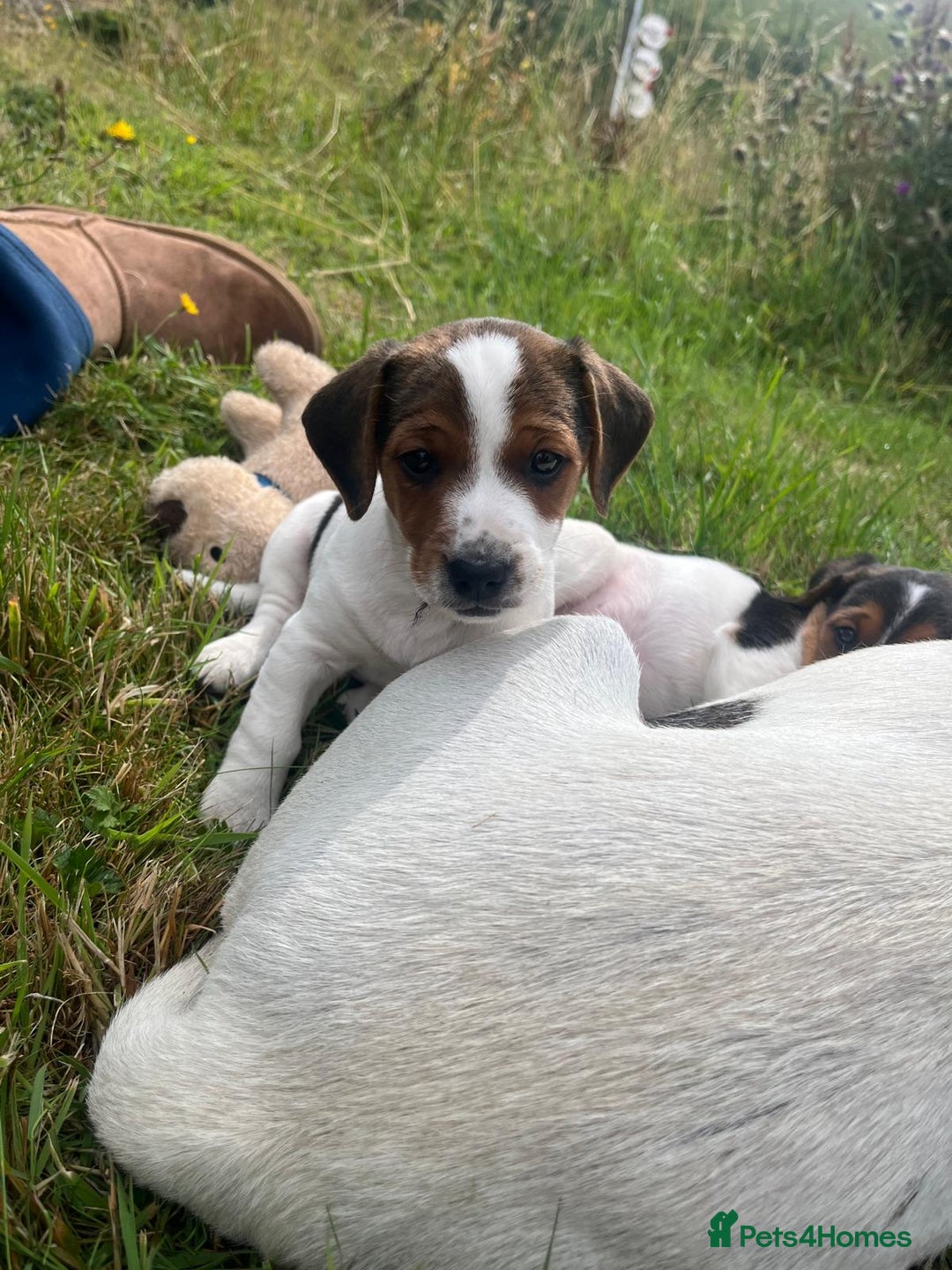 Mixed Breed dogs for sale: Beautiful beagle cross puppies - Image 6
