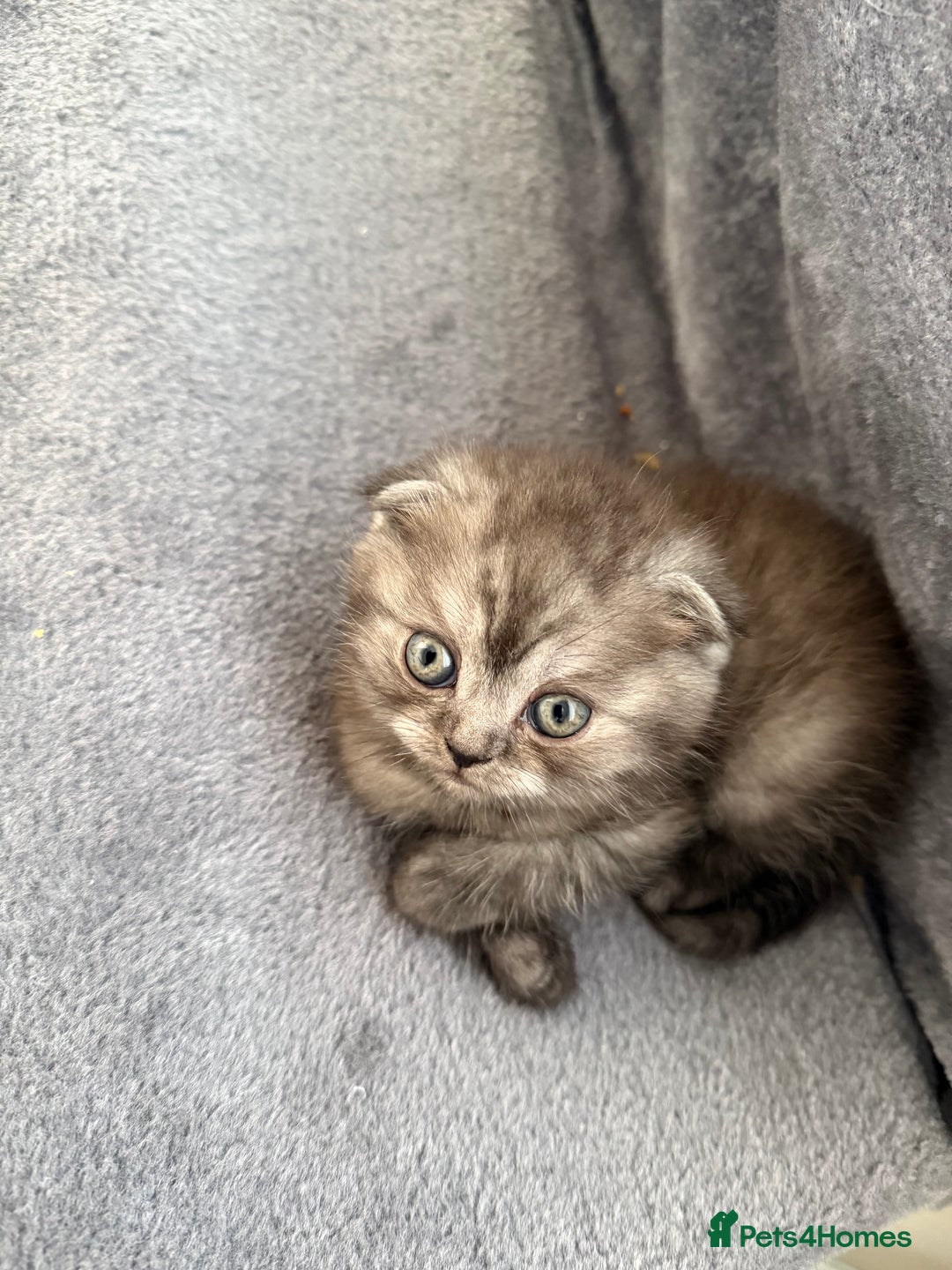 Scottish Fold cats for sale: Scottish Fold kittens - Advert 4