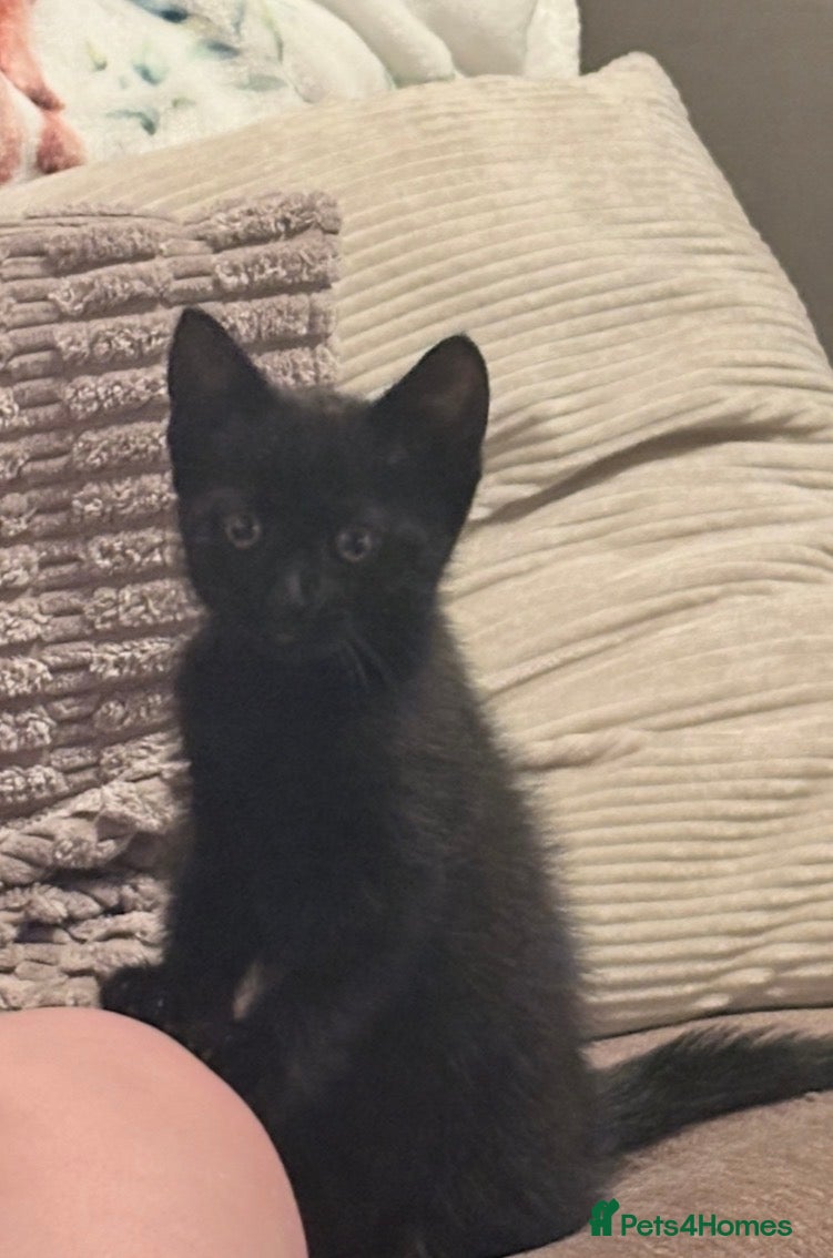 British Shorthair cats Black female kitten 12 weeks  - Advert 3