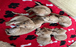 Labrador Retriever dogs for sale: Lovely litter of 7 fox red KC reg labrador puppies - Image 2