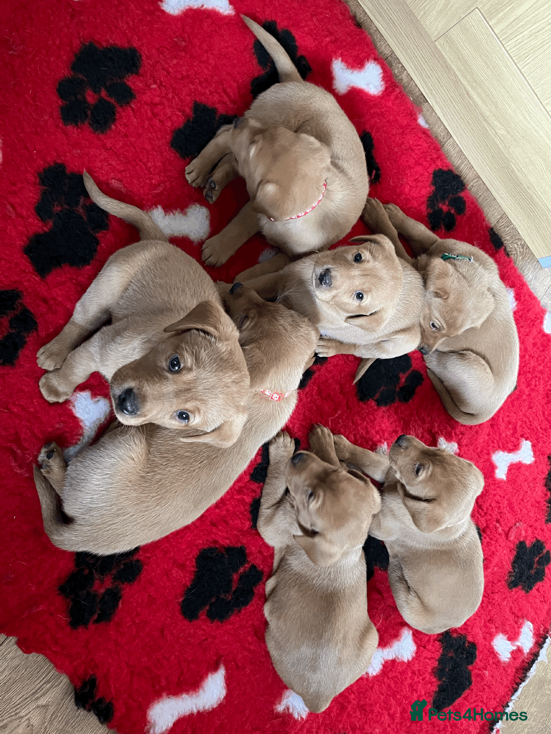 Labrador Retriever dogs for sale: Lovely litter of 7 fox red KC reg labrador puppies - Image 2