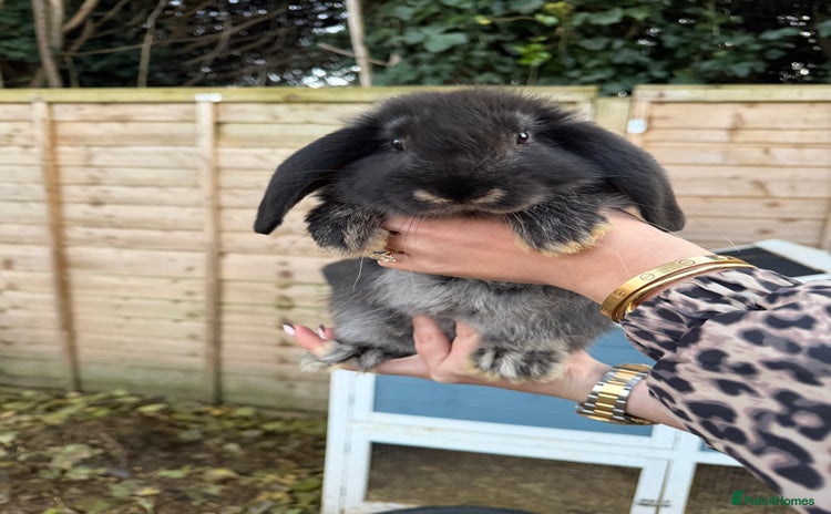 French Lop rabbits - Advert 3