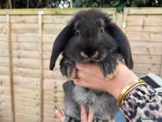 French Lop rabbits - Advert 35
