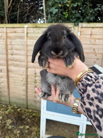French Lop rabbits - Advert 2