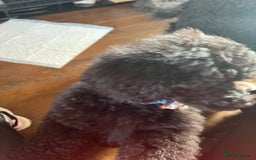 Mixed Breed dogs for sale: Shih poo  - Image 4