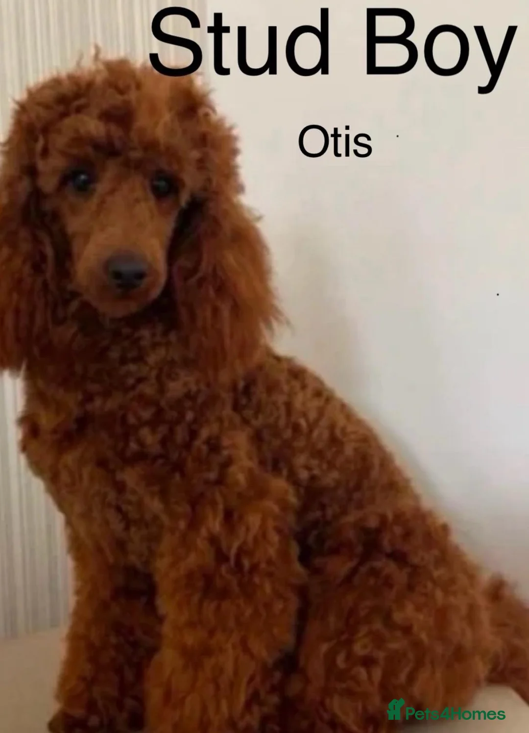 Mini Goldendoodle dogs for sale: F1 Fox Red Health Tested Mini Goldendoodles - Advert 18