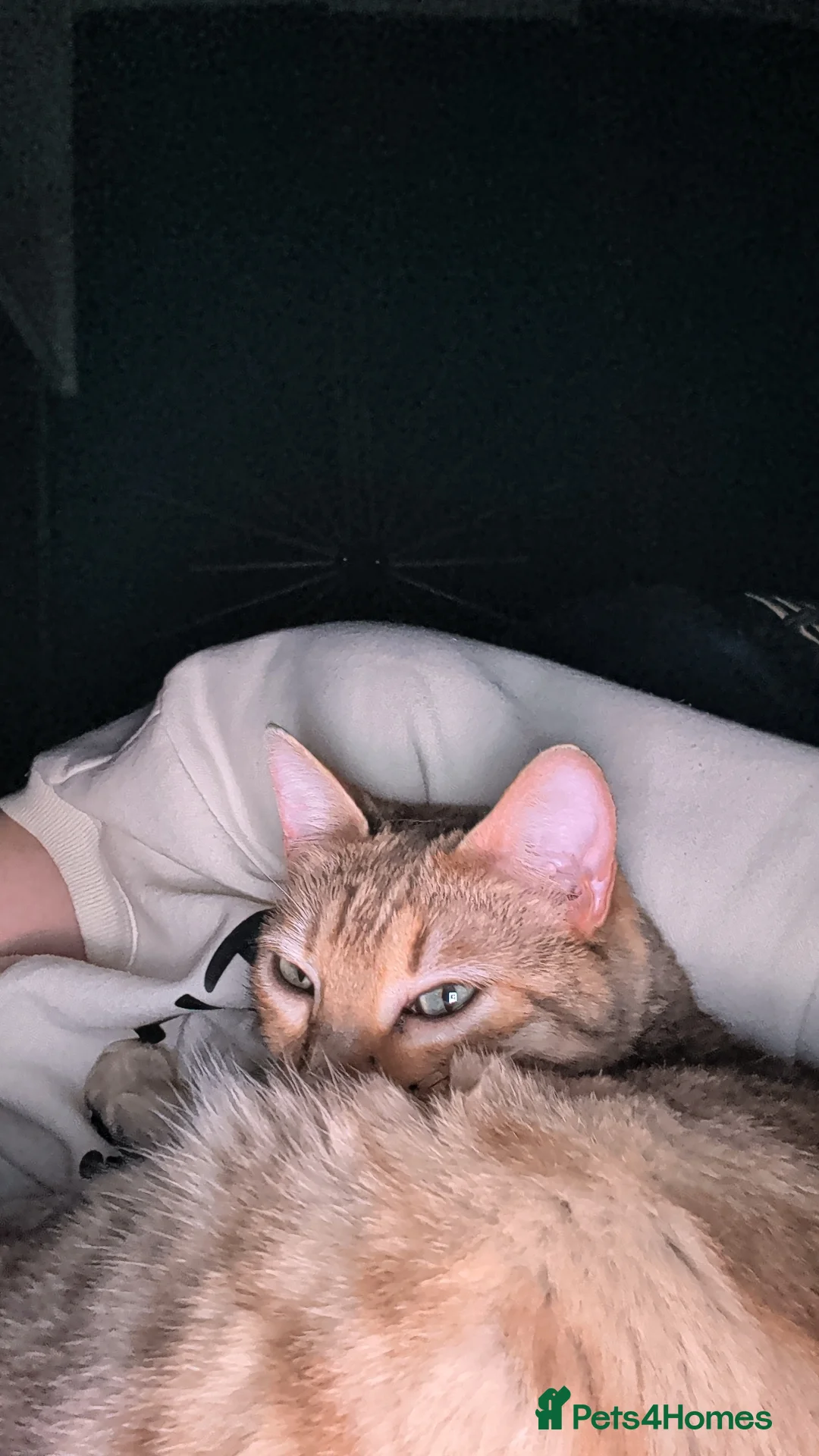 Bengal cats for sale: Bengal Female - Advert 2