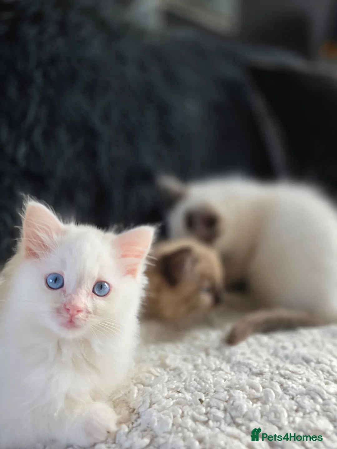 Ragdoll cats for sale: Quality Ragdoll Kittens - Advert 9