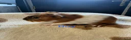 Guinea Pig rodents for sale: Baby Guinea Pigs looking for amazing forever homes - Advert 16