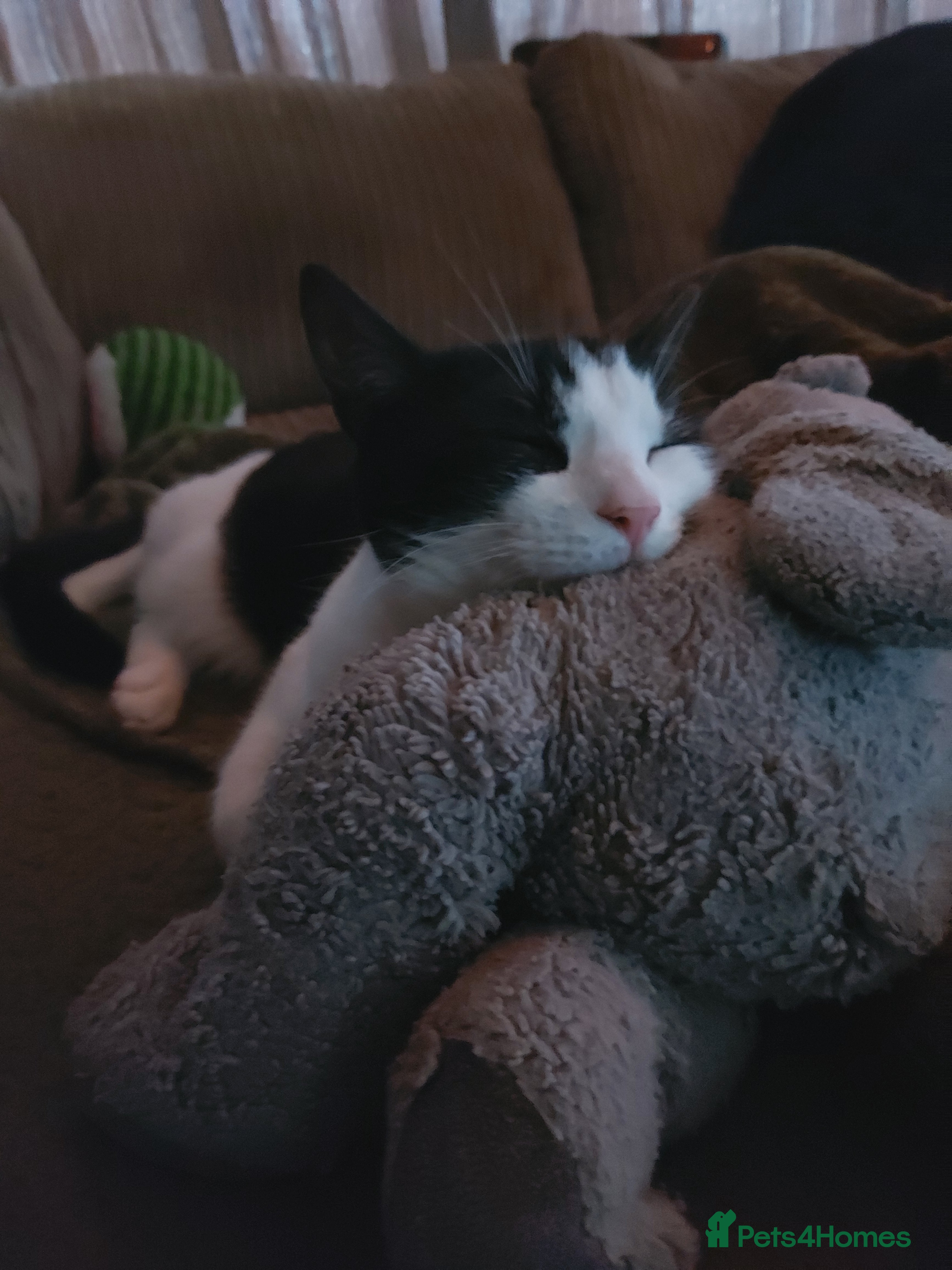 Domestic Shorthair cats Rehoming this gorgeous little boy, Fred. - Advert 13