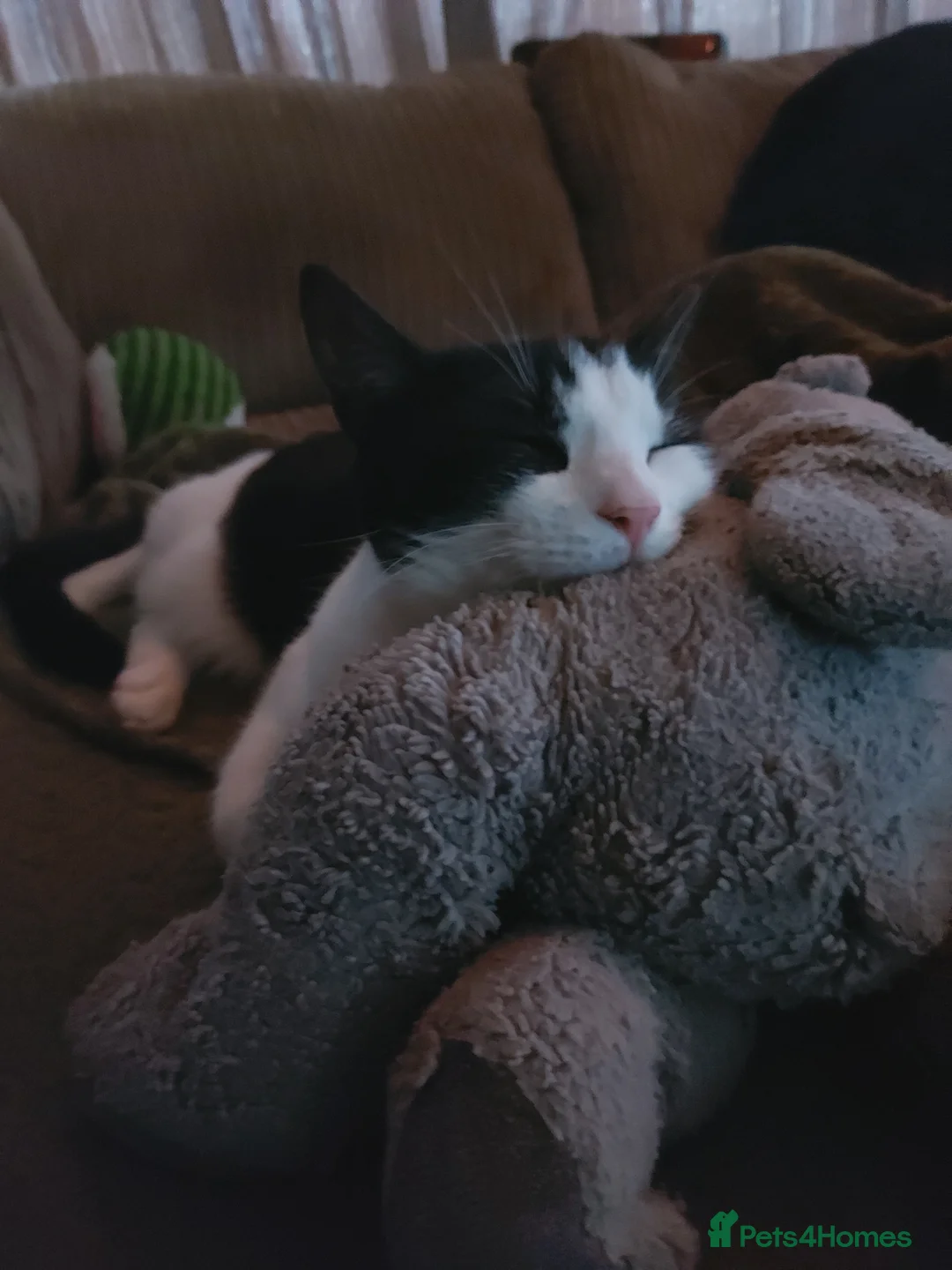 Domestic Shorthair cats for sale: Rehoming this gorgeous little boy, Fred. in Birmingham - Advert 1