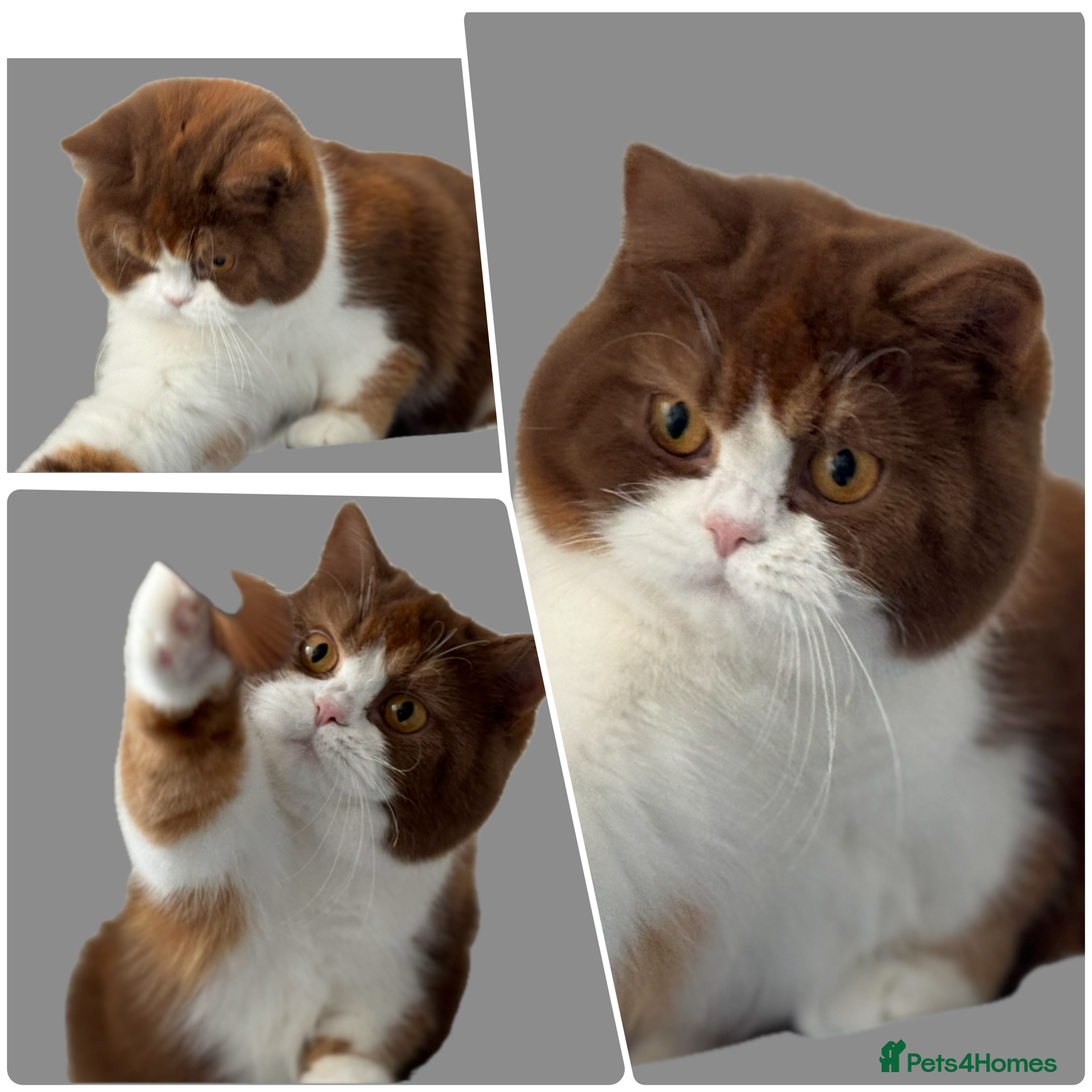 British Shorthair cats Beautiful cinnamon tortie white ticked TICA reg - Advert 17