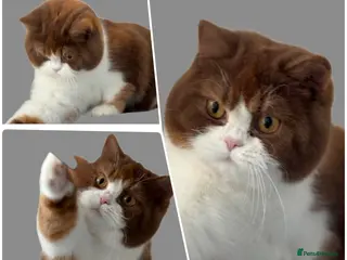 British Shorthair cats Beautiful cinnamon tortie white ticked TICA reg - Advert 4