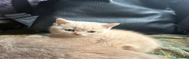 British Shorthair Cream