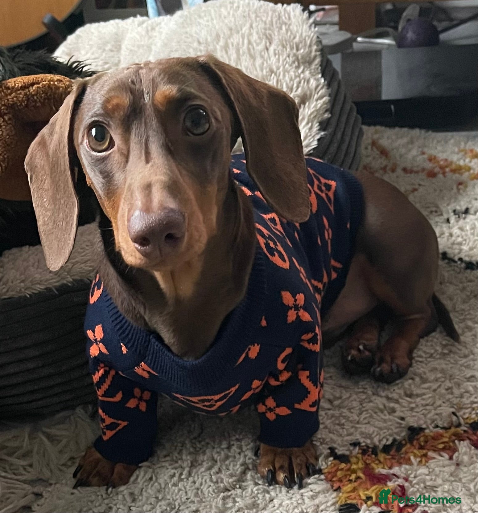 Miniature Dachshund dogs K.C. Registered Miniature Dachshund  - Advert 23