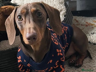 Miniature Dachshund dogs K.C. Registered Miniature Dachshund - Advert 8