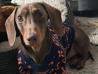 Miniature Dachshund dogs K.C. Registered Miniature Dachshund - Advert 24