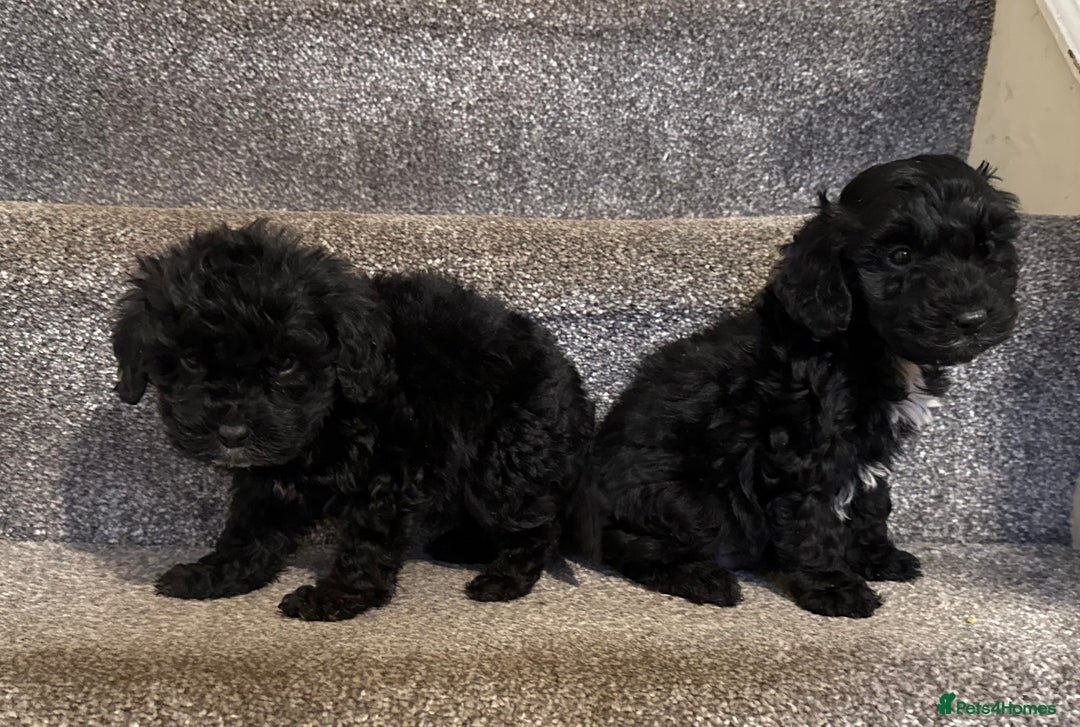 Cockapoo dogs for sale: F1 truly stunning Cockerpoo puppies ready to leave - Advert 7