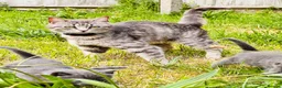 Mixed Breed cats for sale: British Shorthair Dad & Tabby Mom Kittens for Sale - Advert 19