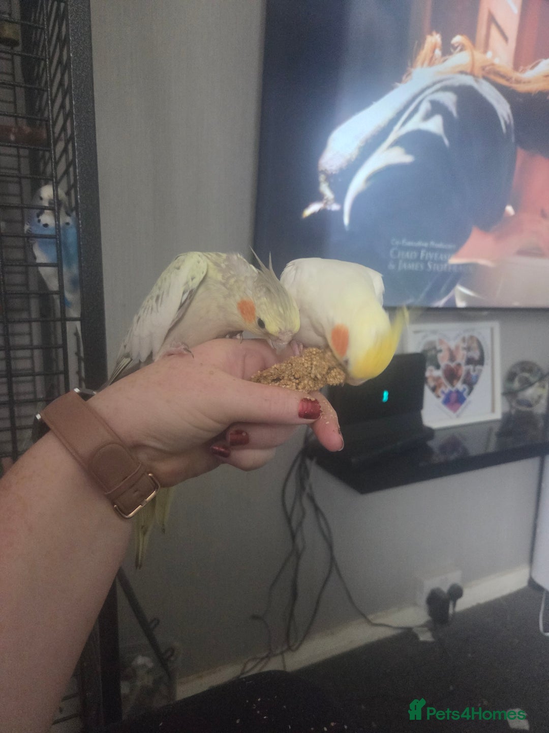 Cockatiels birds for sale: 2 cockatiels for sale and cadge/stuff - Advert 1