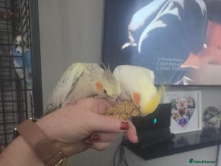 Cockatiels birds 2 cockatiels for sale and cadge/stuff - Advert 1
