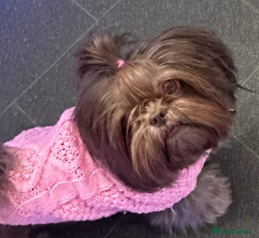 Shih Tzu dogs for sale: Exquisite KC Doll Faced LILAC BOY Imperial 🎀 - Image 11