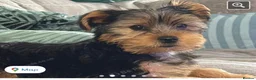 Yorkshire Terrier dogs for sale: Yorkshire Terrier Boy  - Advert 4