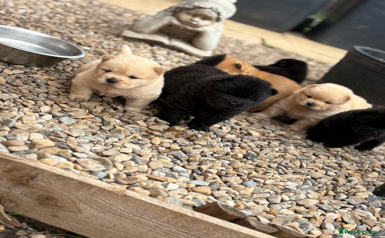 Chow Chow dogs - Advert 2