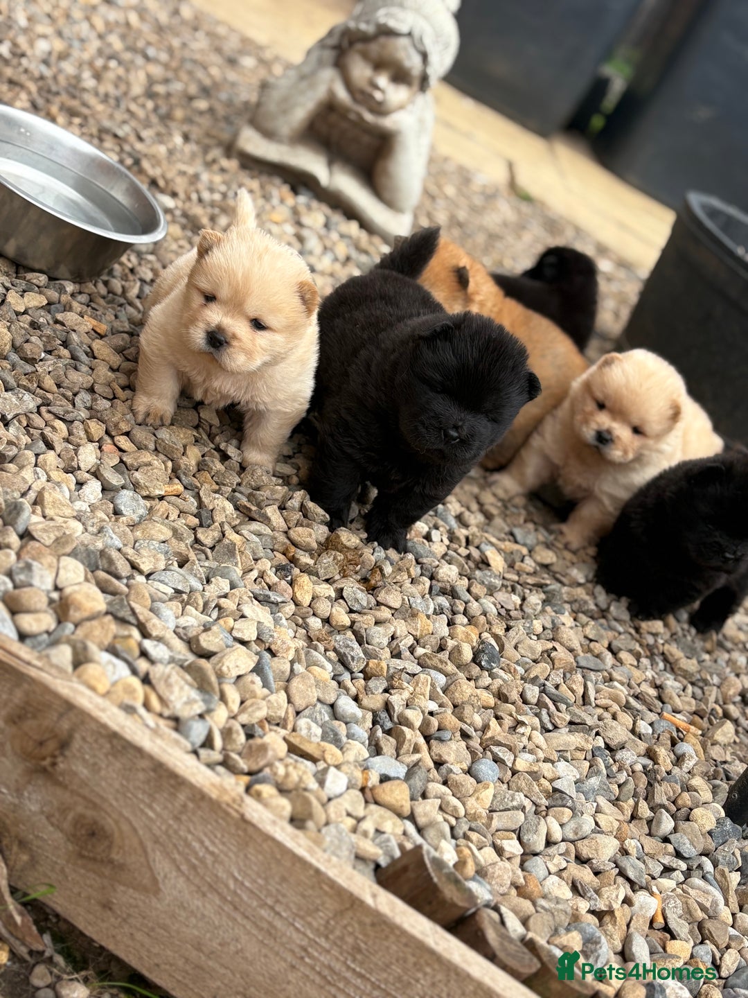 Chow Chow dogs for sale: KC REG CHOW CHOW PUPPIES - Image 1
