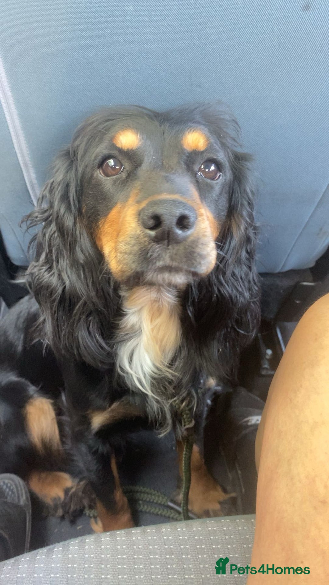 Cocker Spaniel dogs for sale: Cocker spaniel puppies for sale  - Advert 9