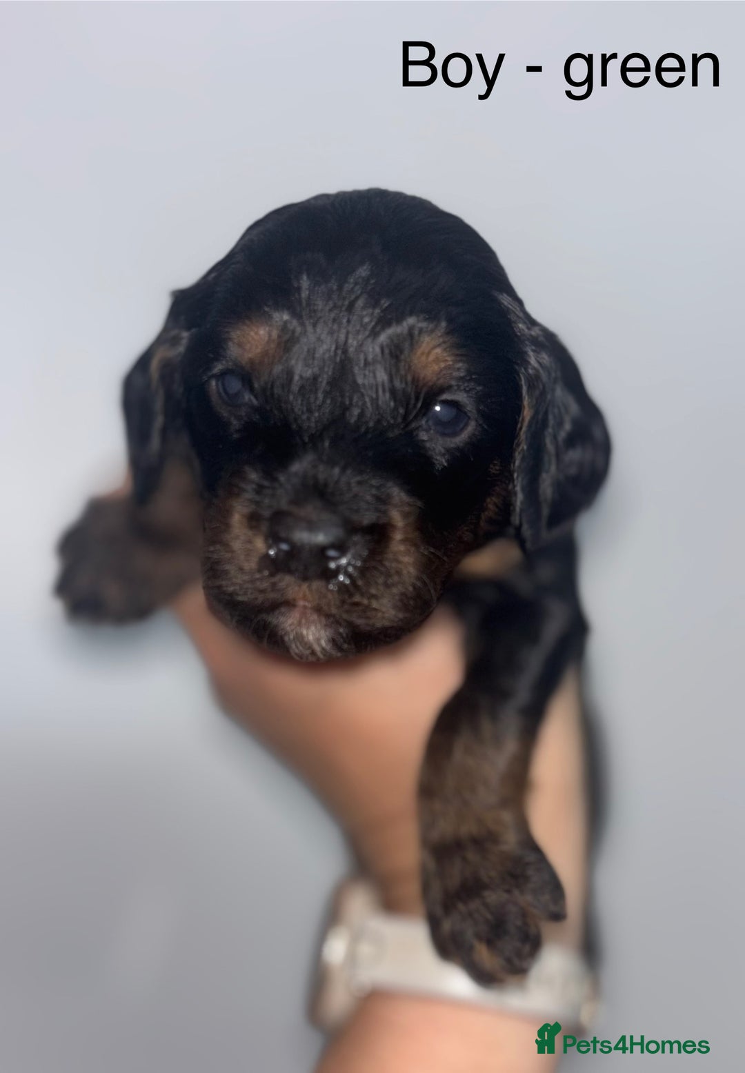 Cockapoo dogs for sale: F1 cockapoos - Image 5