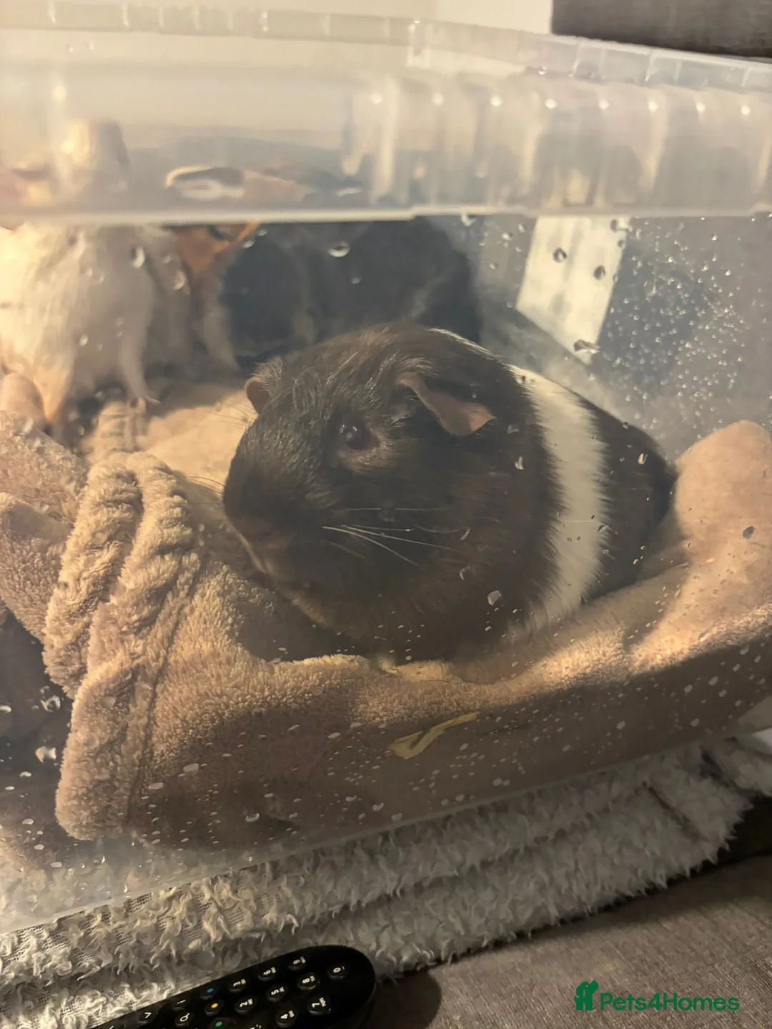 Guinea Pig rodents for sale: 4 Bonded Male Guinea Pigs – Very Friendly - Advert 3