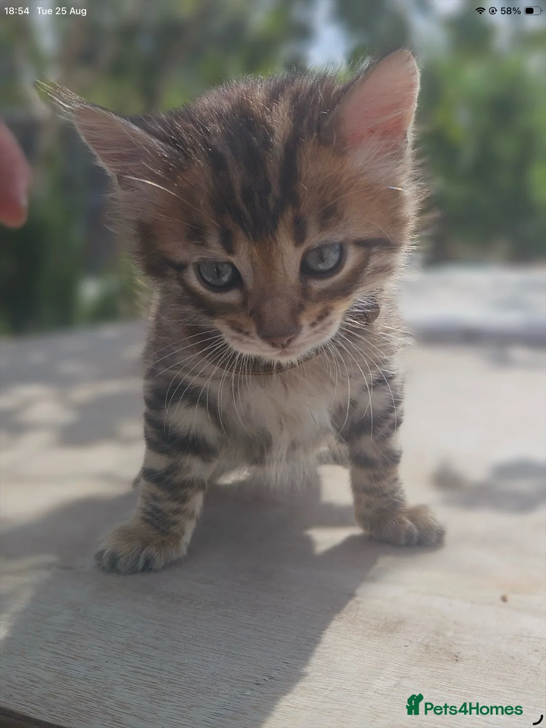 Bengal cats for sale: Cashmere Bengal boy kittens - Advert 7