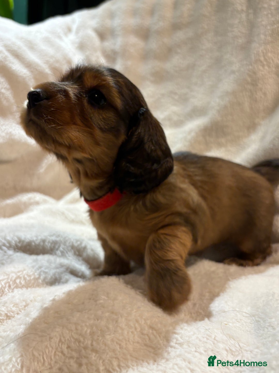Miniature Dachshund dogs for sale: Beautiful Pedigree KC Reg Mini Longhair Dachshunds - Advert 3