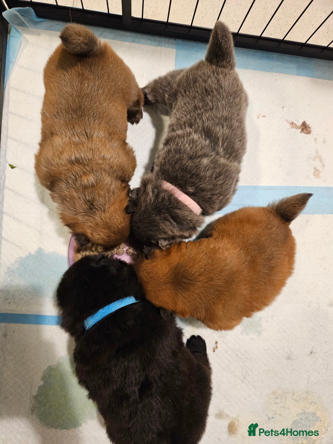 Chow Chow dogs for sale: Chow chow puppies - Advert 6